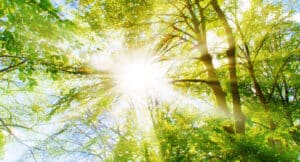 View in the direction of blue crowns in the forest. the sun shines through the treetops